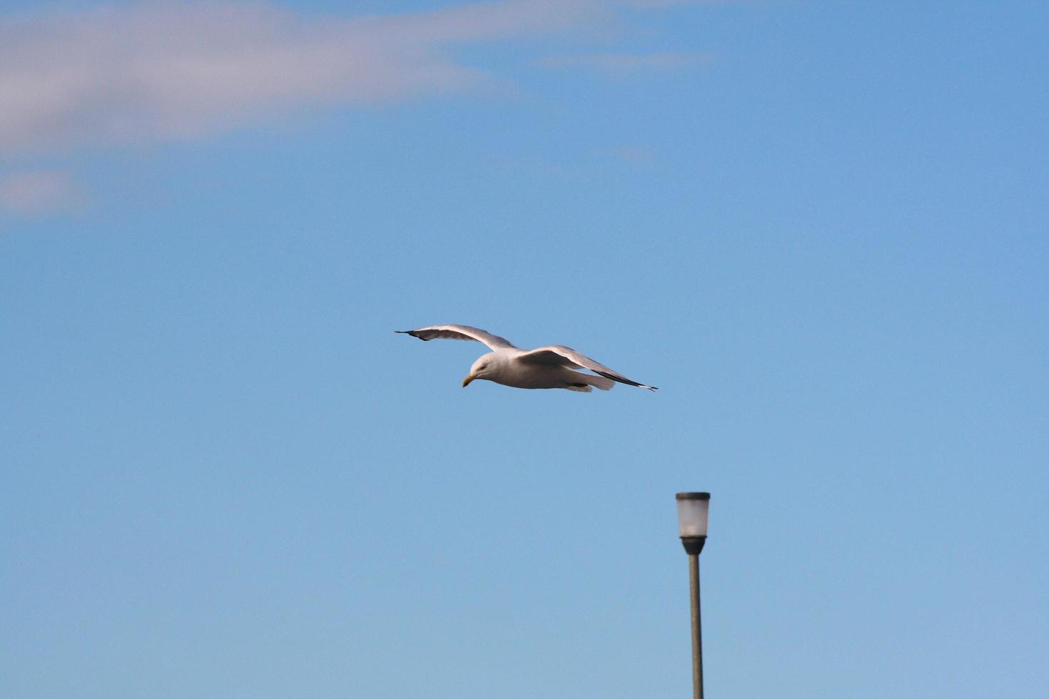 un gros plan d'une mouette photo