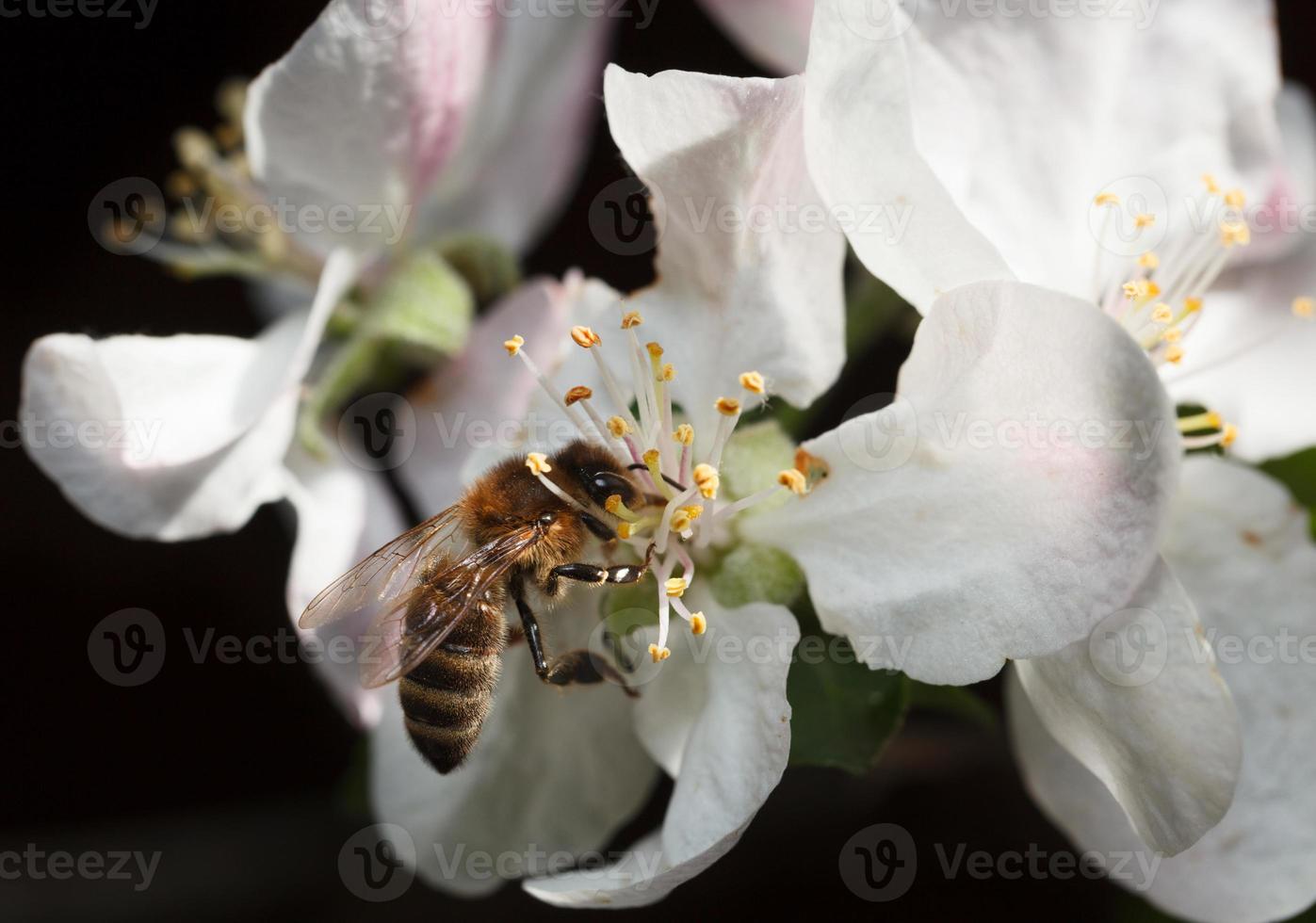 abeille sur fleur de pomme rose photo