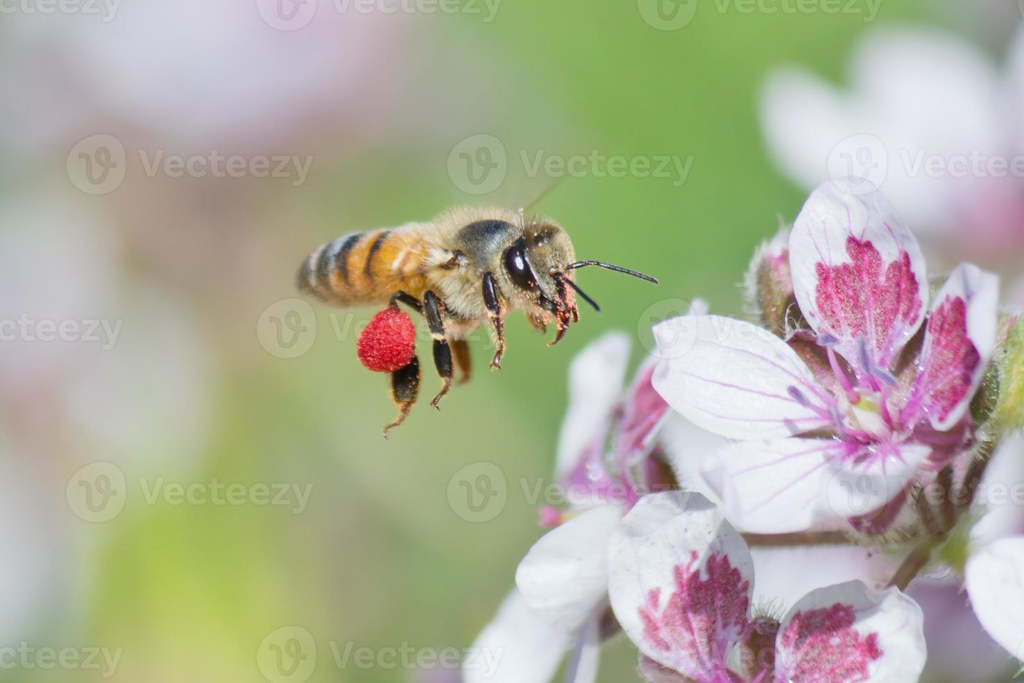 abeille photo