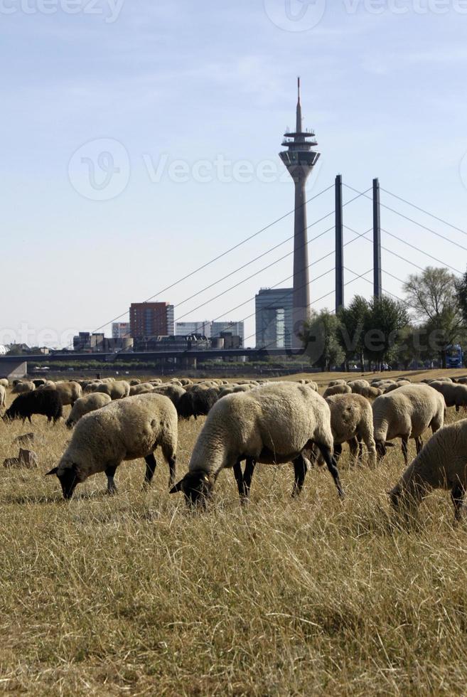 Troupeau de moutons paissant sur un champ sec à Düsseldorf, Allemagne photo