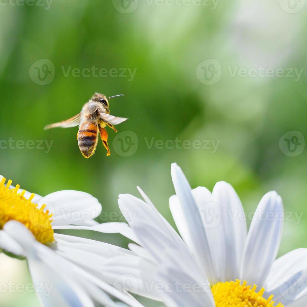 abeille en vol photo