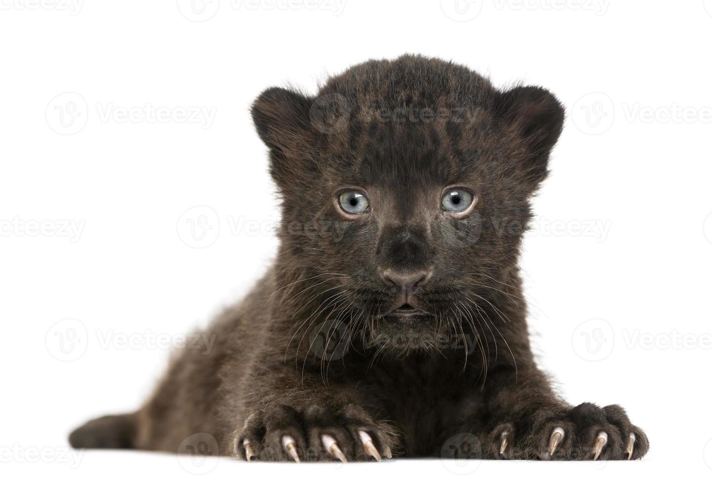 Cub léopard noir face et couché, isolé photo
