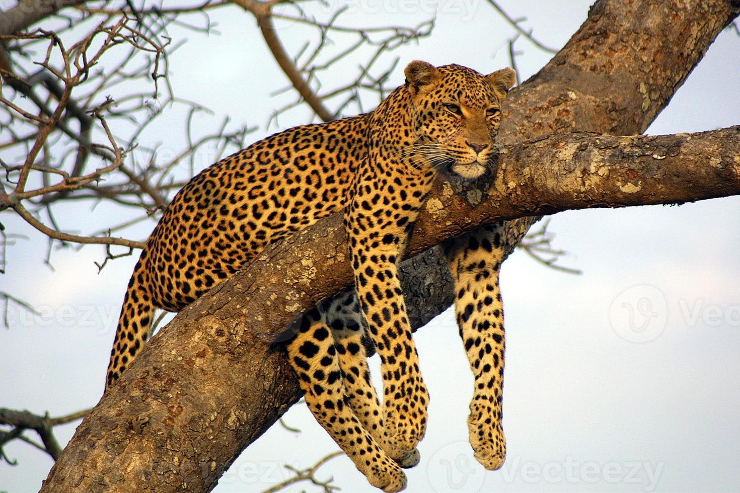 léopard paresseux paresseux photo