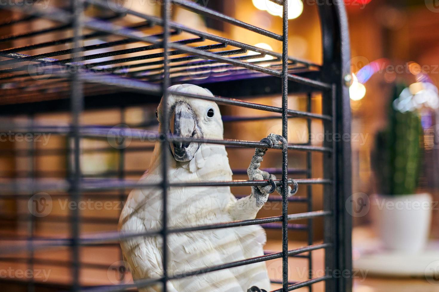 joli perroquet cacatoès cacatua blanc en cage sur fond intérieur de café, drôle d'oiseau domestique photo