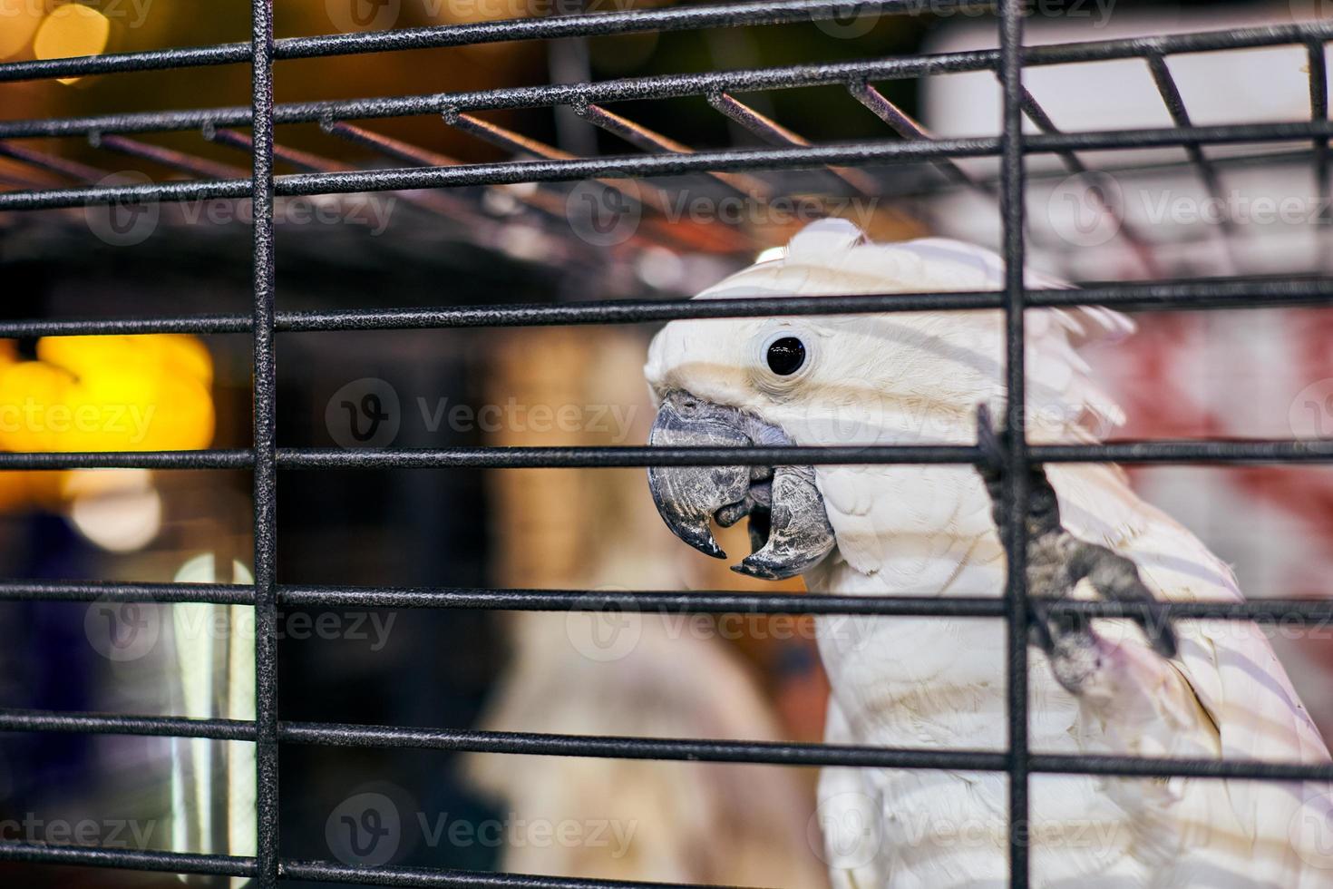 joli perroquet cacatoès cacatua blanc en cage sur fond intérieur de café, drôle d'oiseau domestique photo