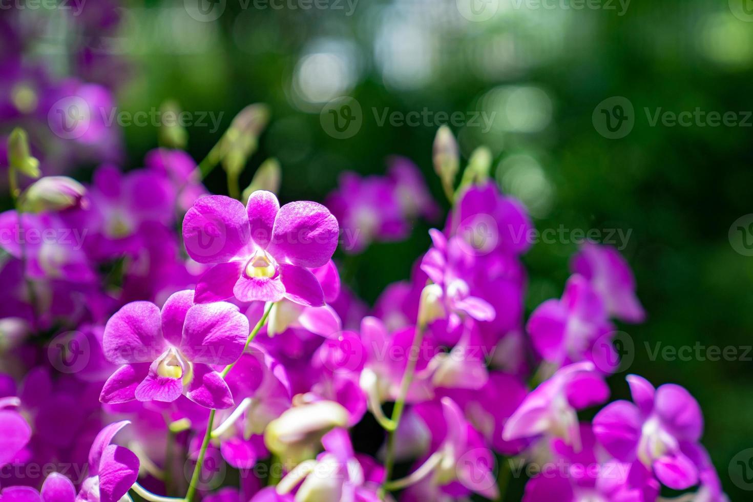 gros plan surbrillance belle orchidée pourpre dans le jardin. photo