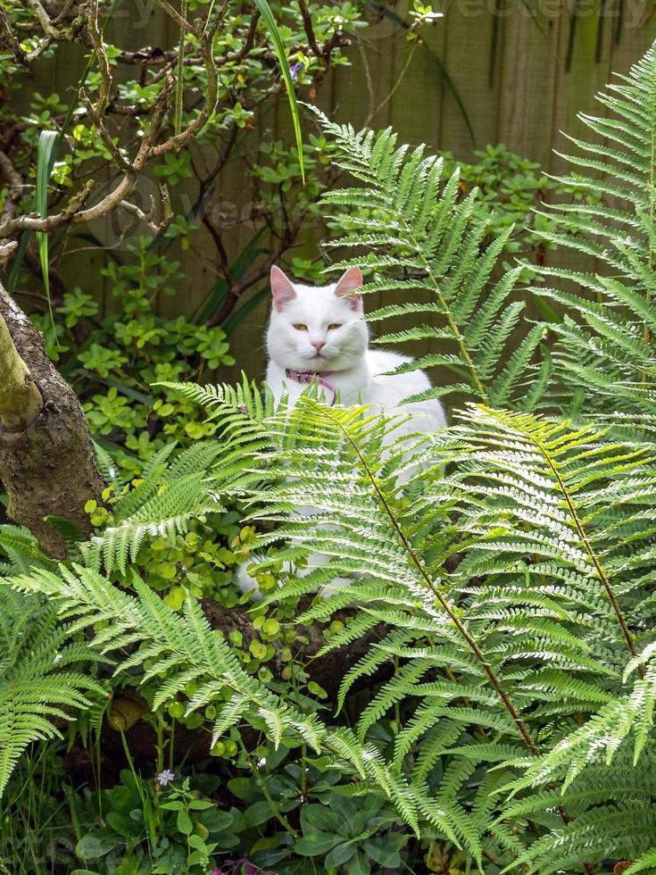 Chat blanc parmi les grandes fougères dans un jardin photo