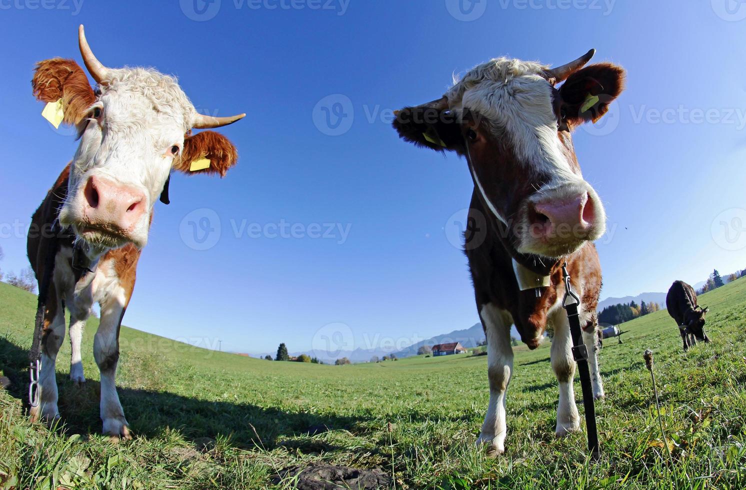 deux jeunes bovins simmentaux photo