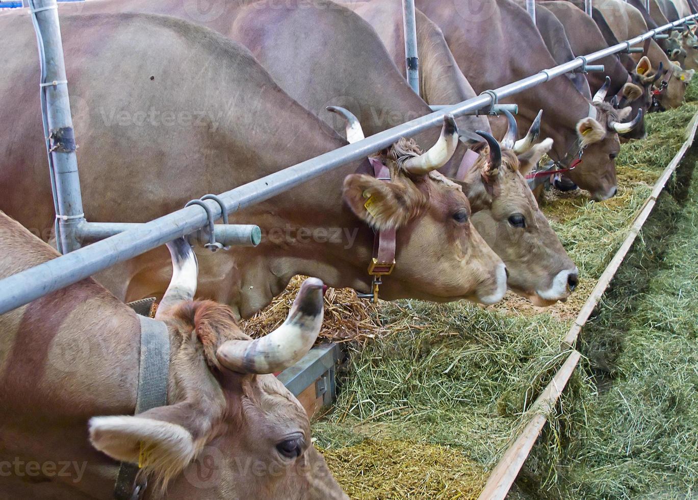 ferme de vache suisse photo