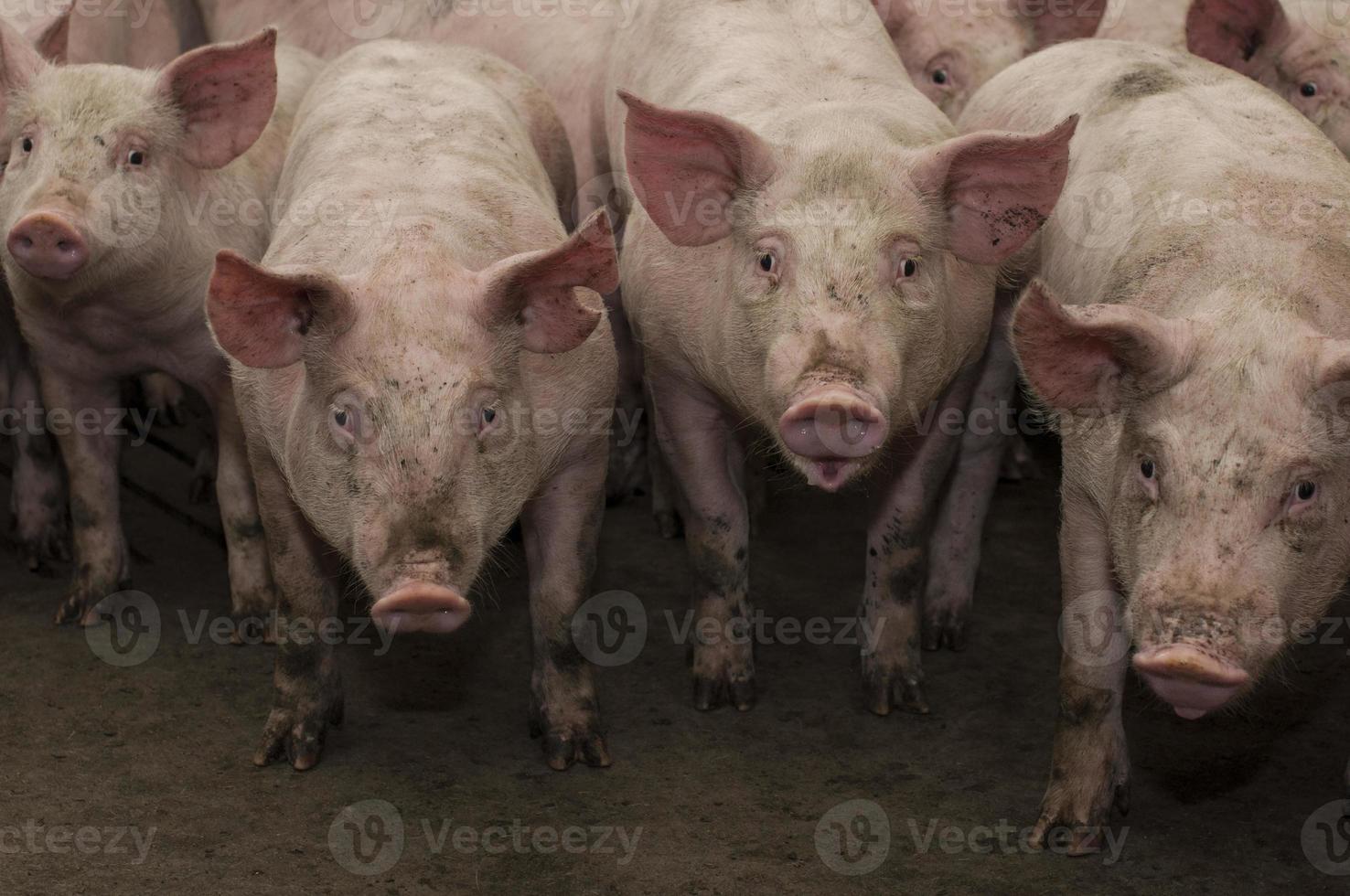 cochons dans un enclos photo