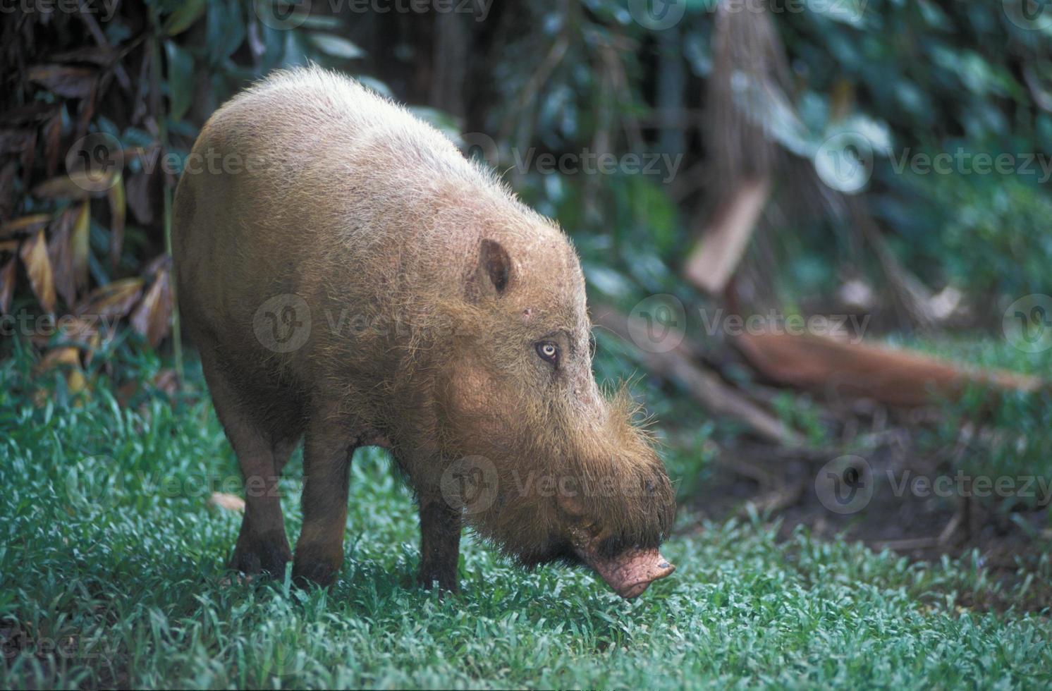 cochon barbu photo