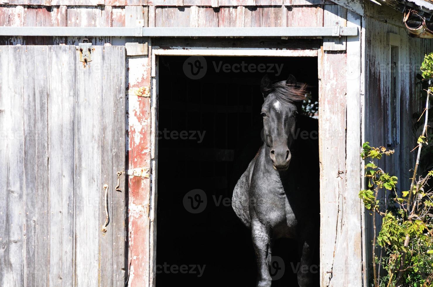 cheval dans la porte photo