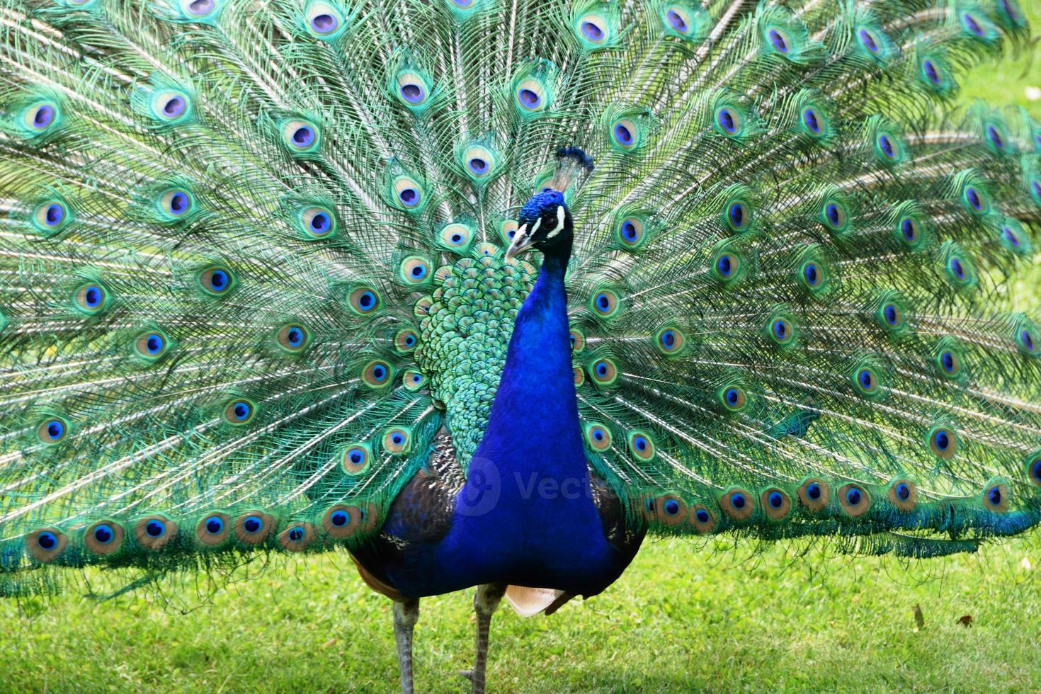 paon bleu magnifique avec des plumes multicolores photo