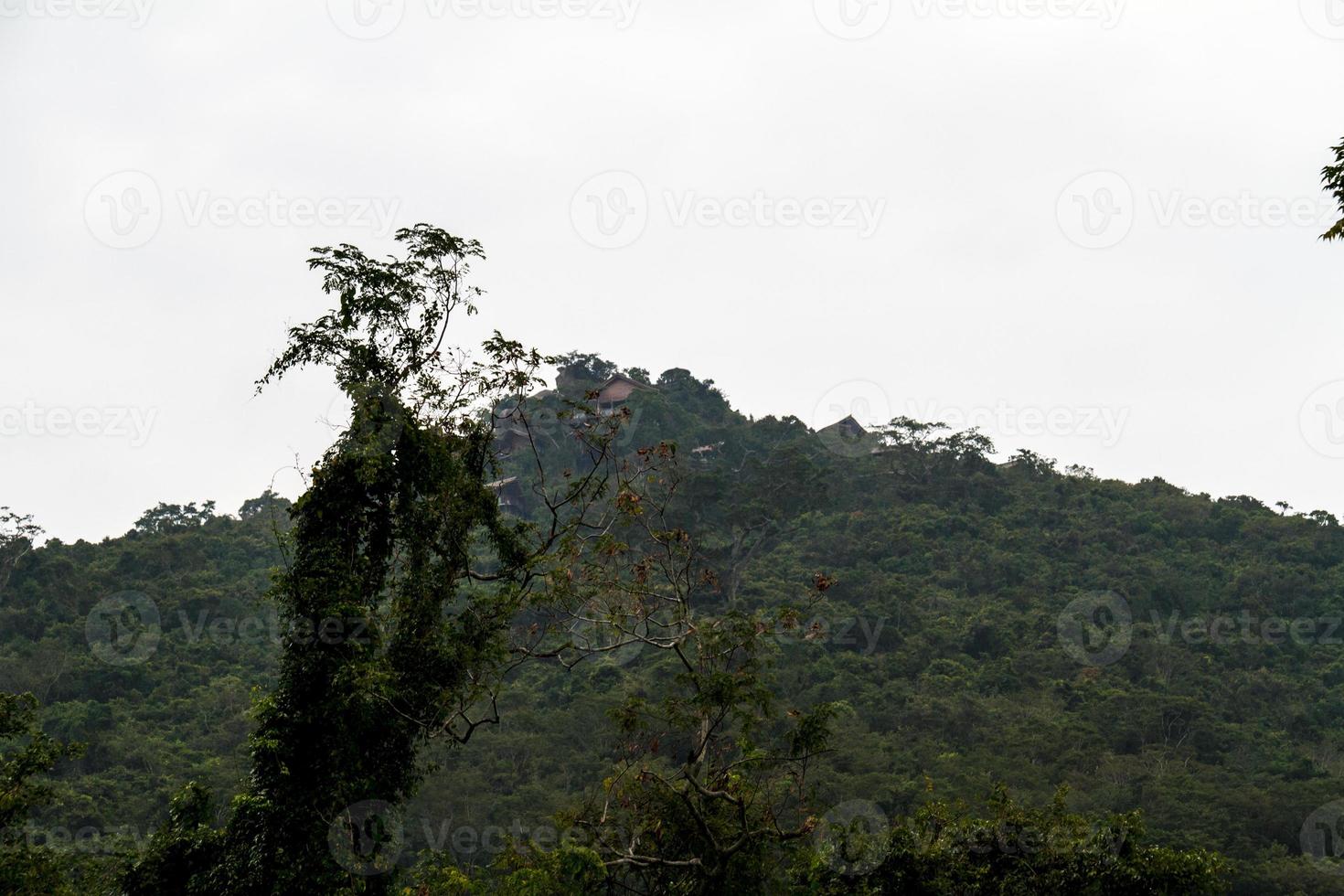 jungle chinoise, île de hainan photo