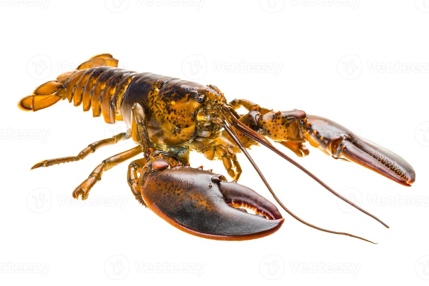 homard cru sur blanc photo