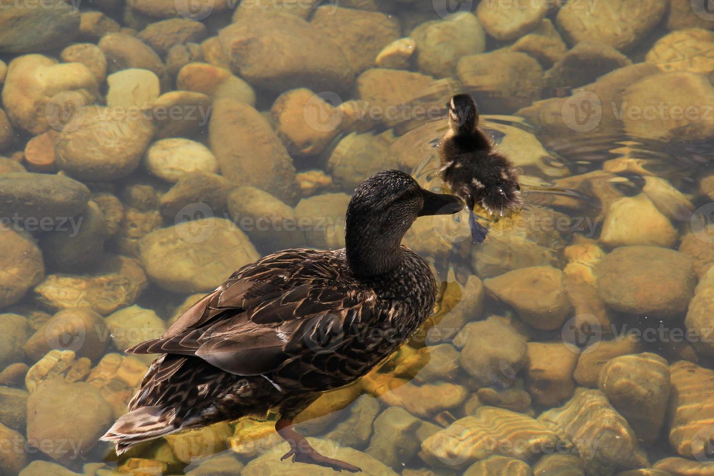 canard mère et poussin sur l'eau photo