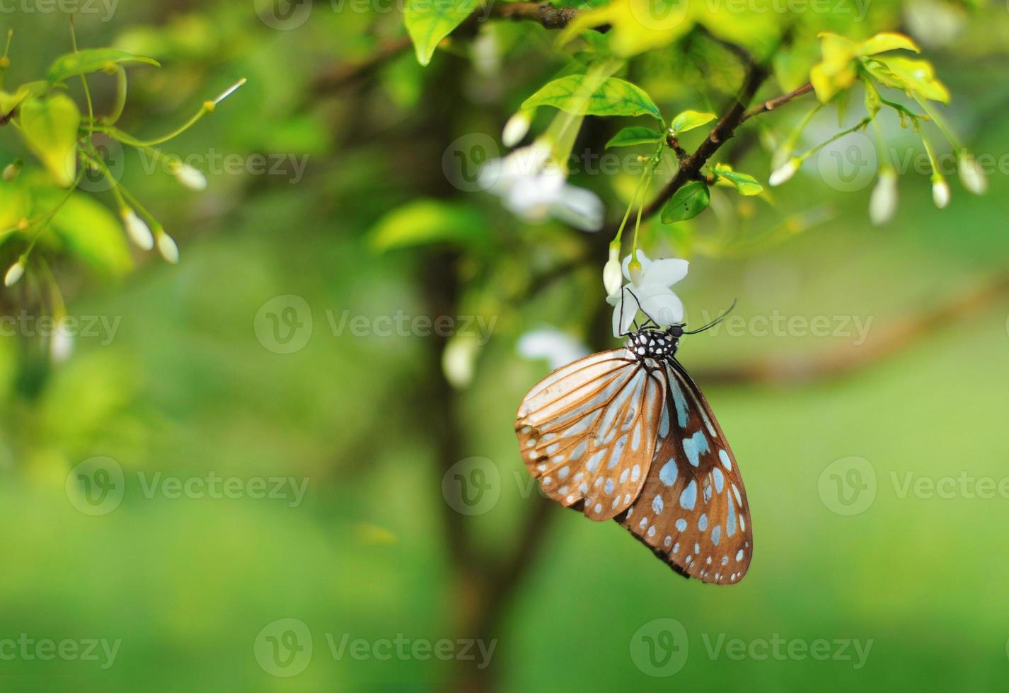papillon coloré reposant sur une fleur photo