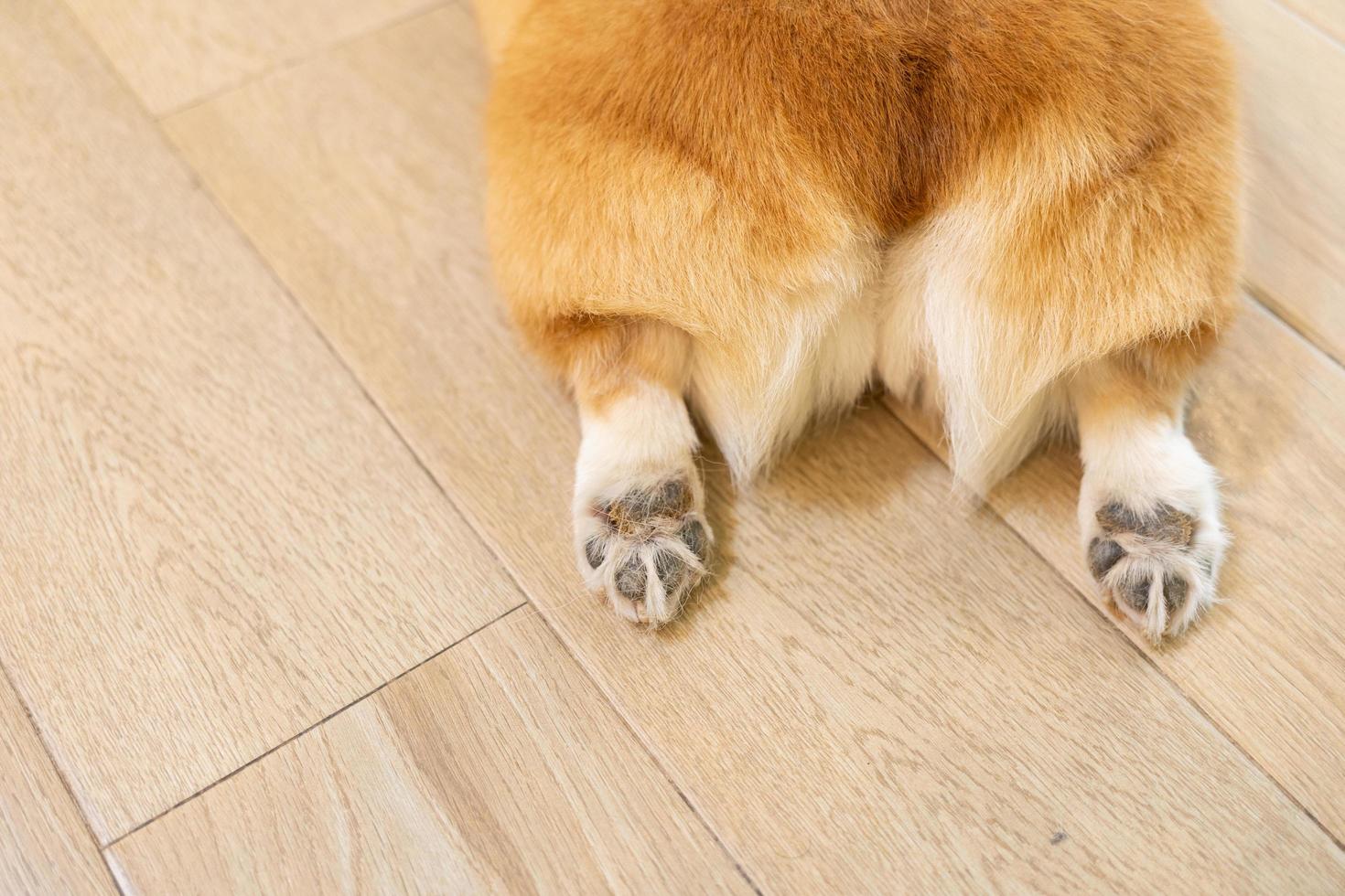 mégot de corgi. les coussinets sur les pattes sont visibles. image avec mise au point sélective. gros plan du cardigan welsh corgi butt couché sur le ventre photo