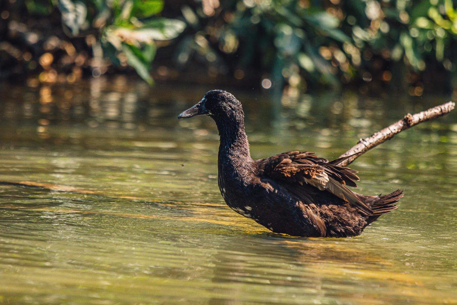 le canard nage au milieu d'un canal avec joie.nage au milieu d'un canal avec joie. photo