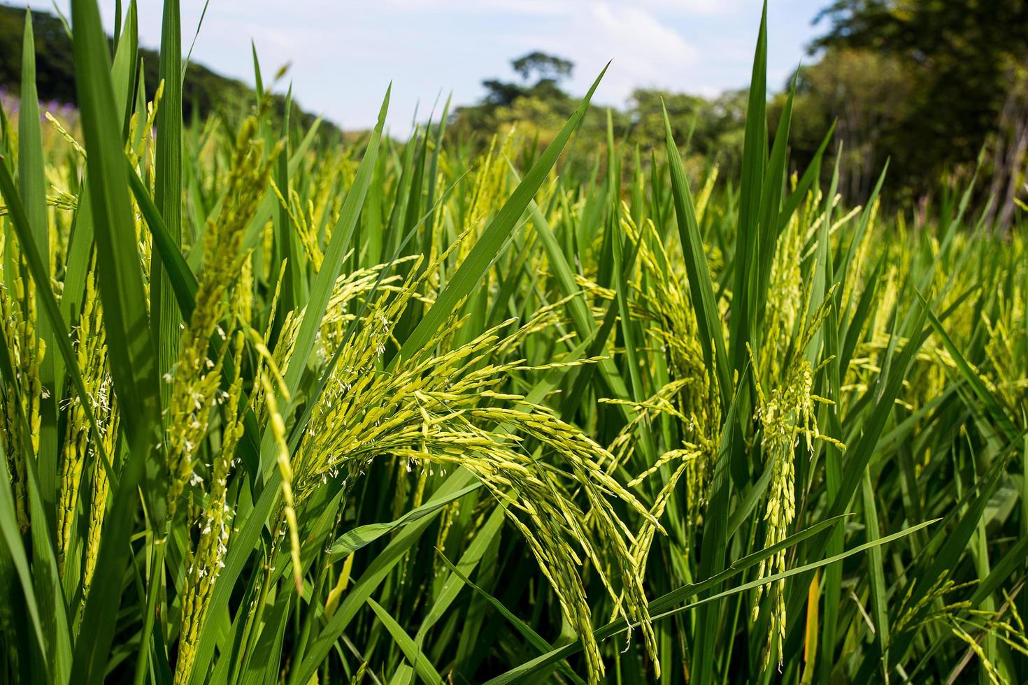 champ de culture de plants de riz. paddy vert. culture de cultures importantes de la thaïlande. photo