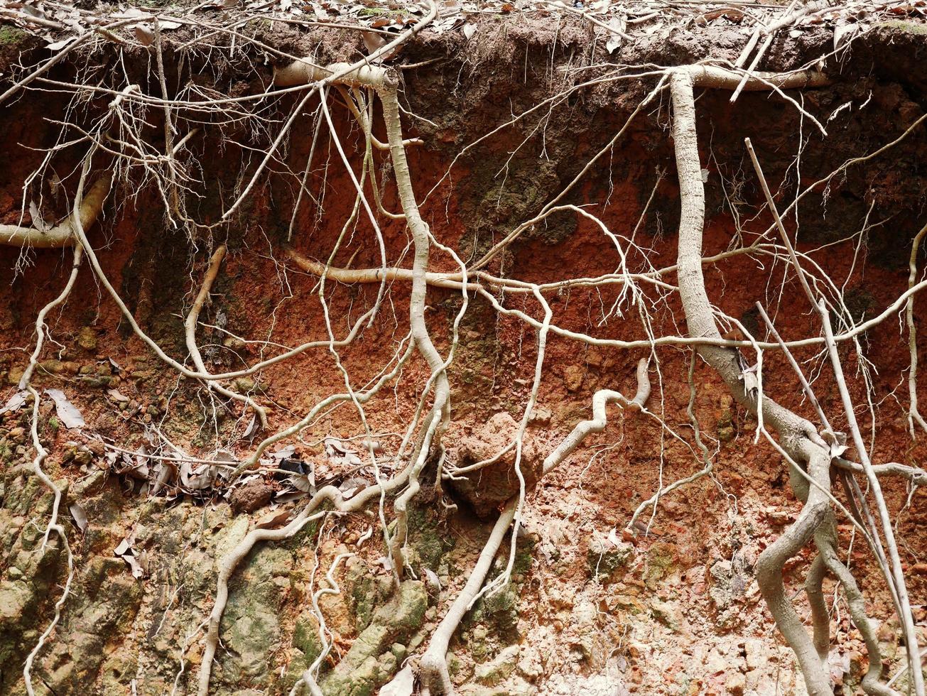 la terre était brisée et nous pouvions voir les racines. photo