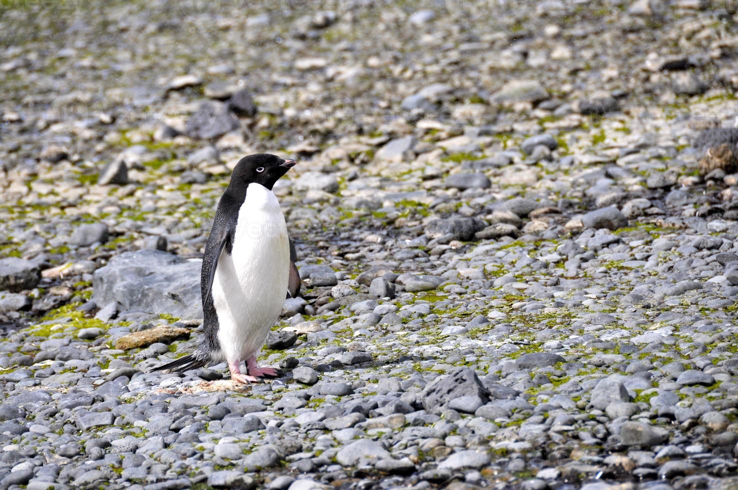 le pingouin adelie autonome photo