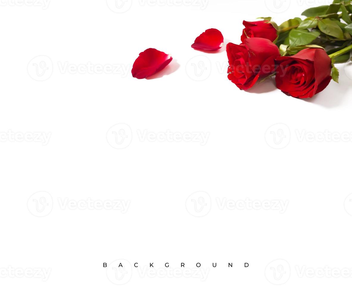 fleur rose rouge sur fond blanc. carte de saint valentin. fond d'amour photo