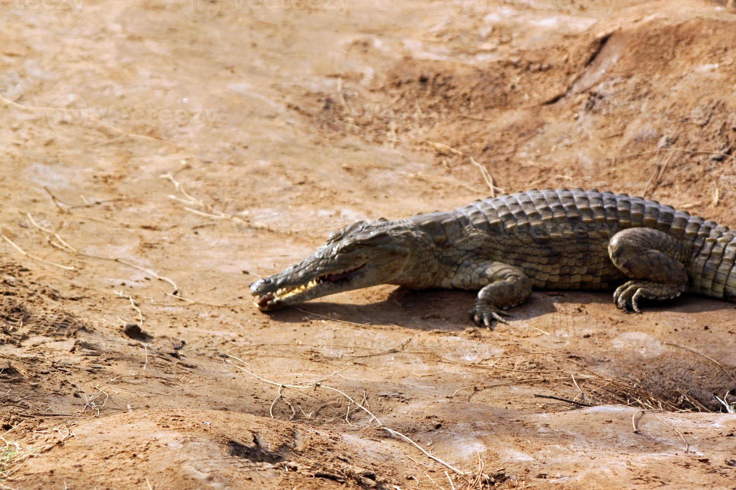 savane de crocodiles, tsavo east park au kenya photo