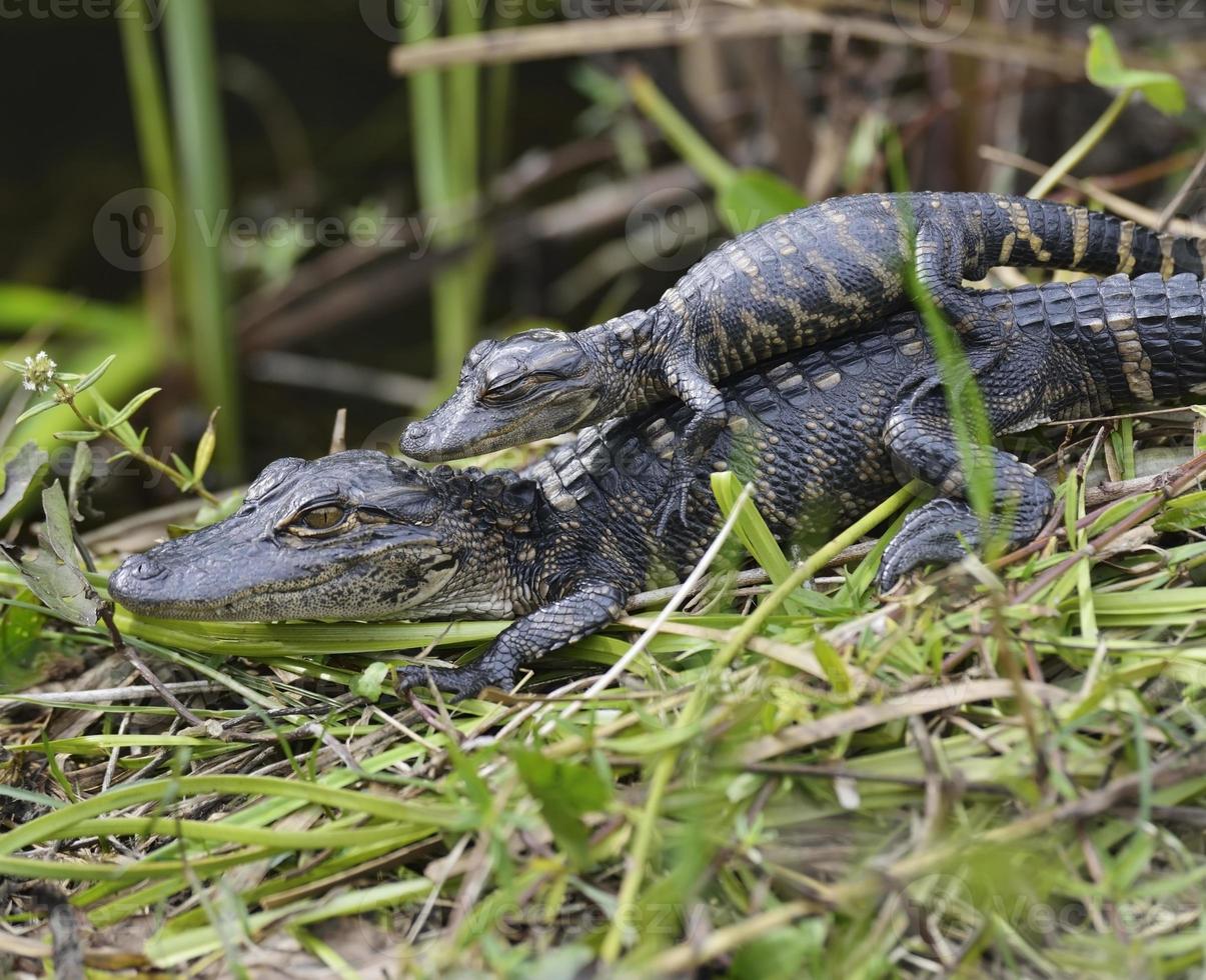 alligators bébé photo