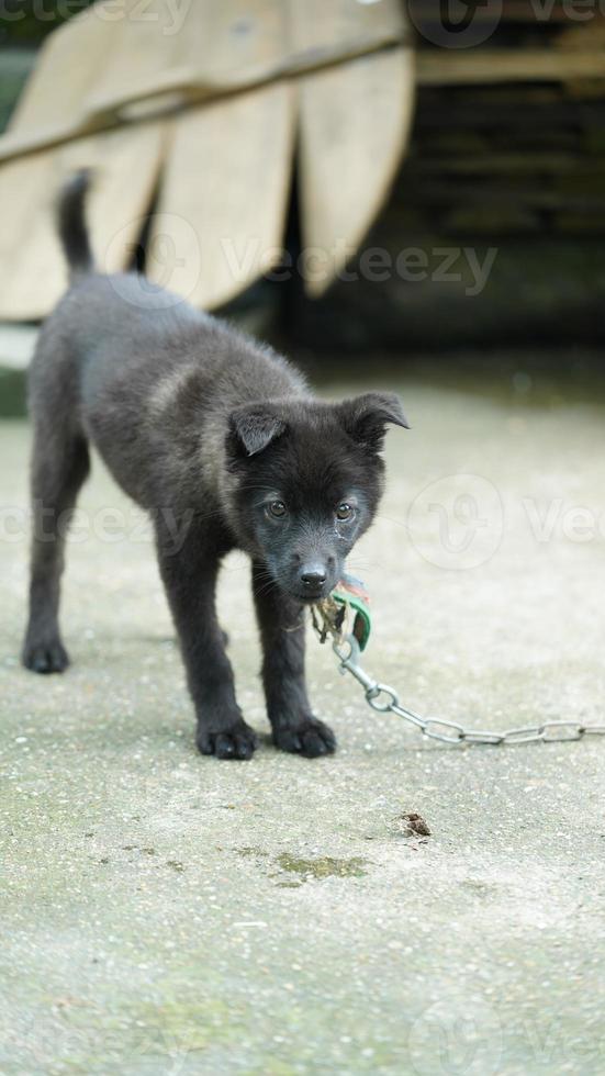 la jolie vue des petits chiens dans le jardin photo