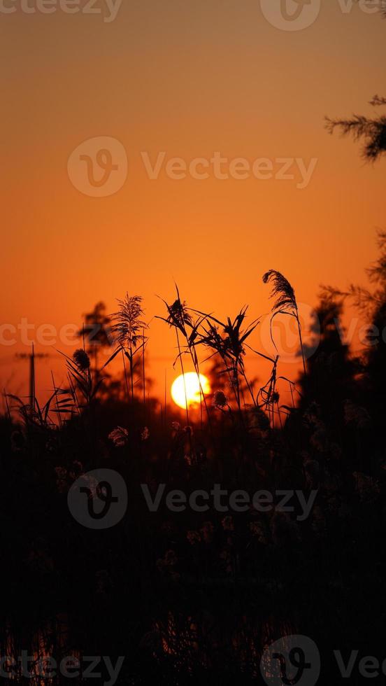 la belle vue sur le coucher de soleil dans la forêt avec la lumière du soleil chaude et colorée du coucher du soleil photo