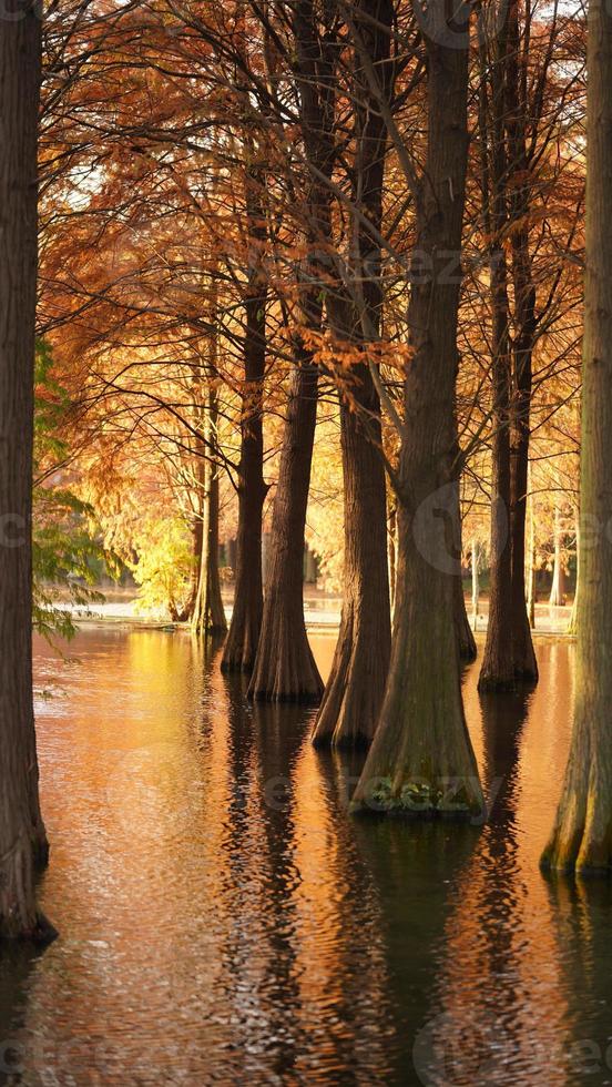 la belle vue sur la forêt sur l'eau en automne photo