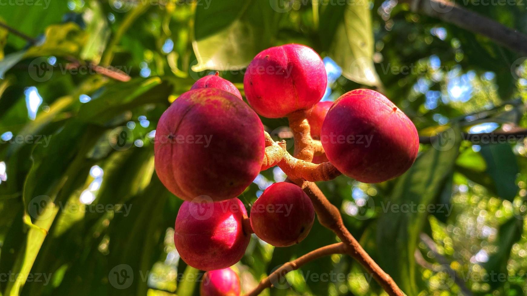 le fruit violet est magnifique dans le jardin photo