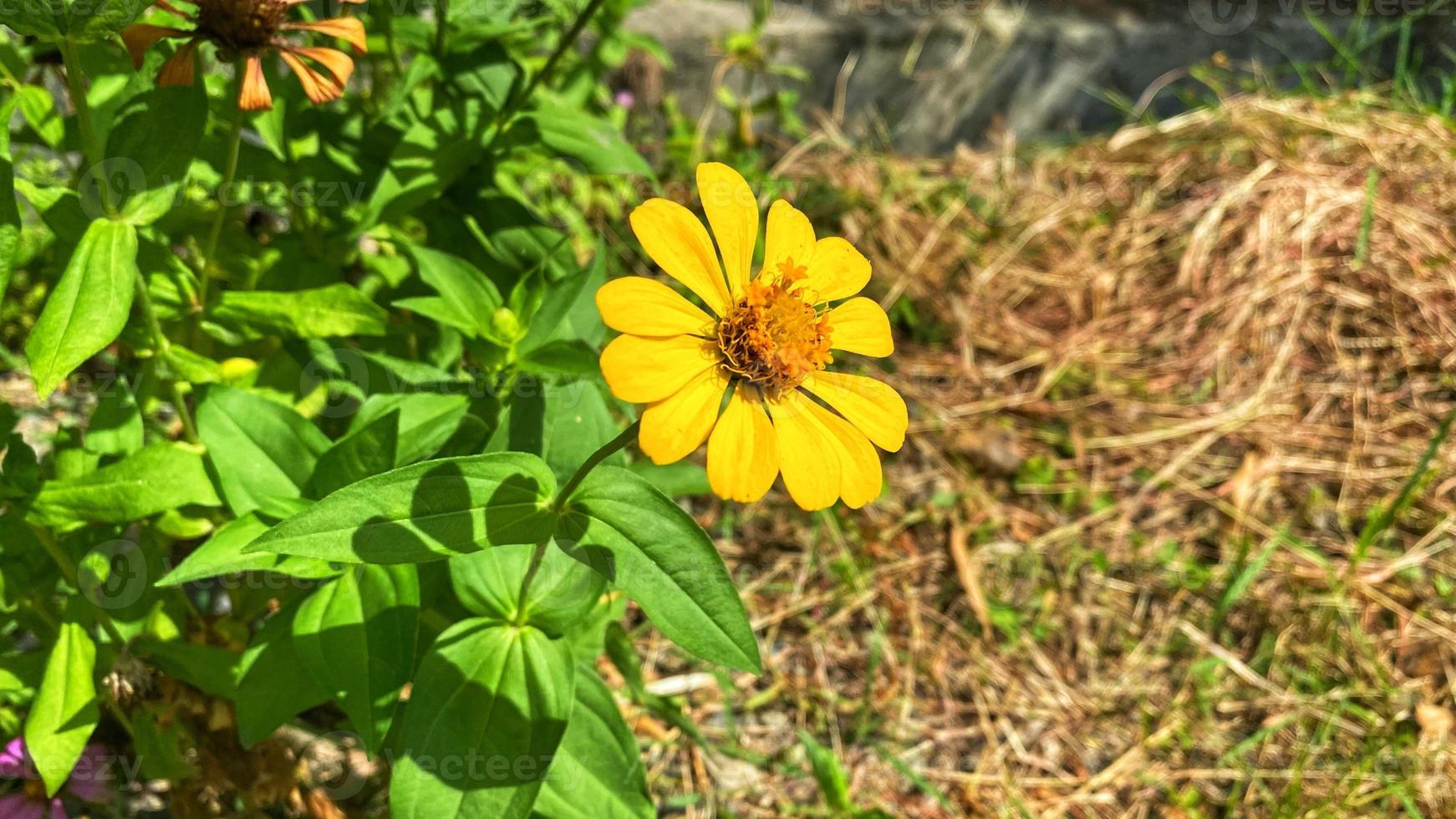 belles fleurs qui fleurissent dans le jardin photo