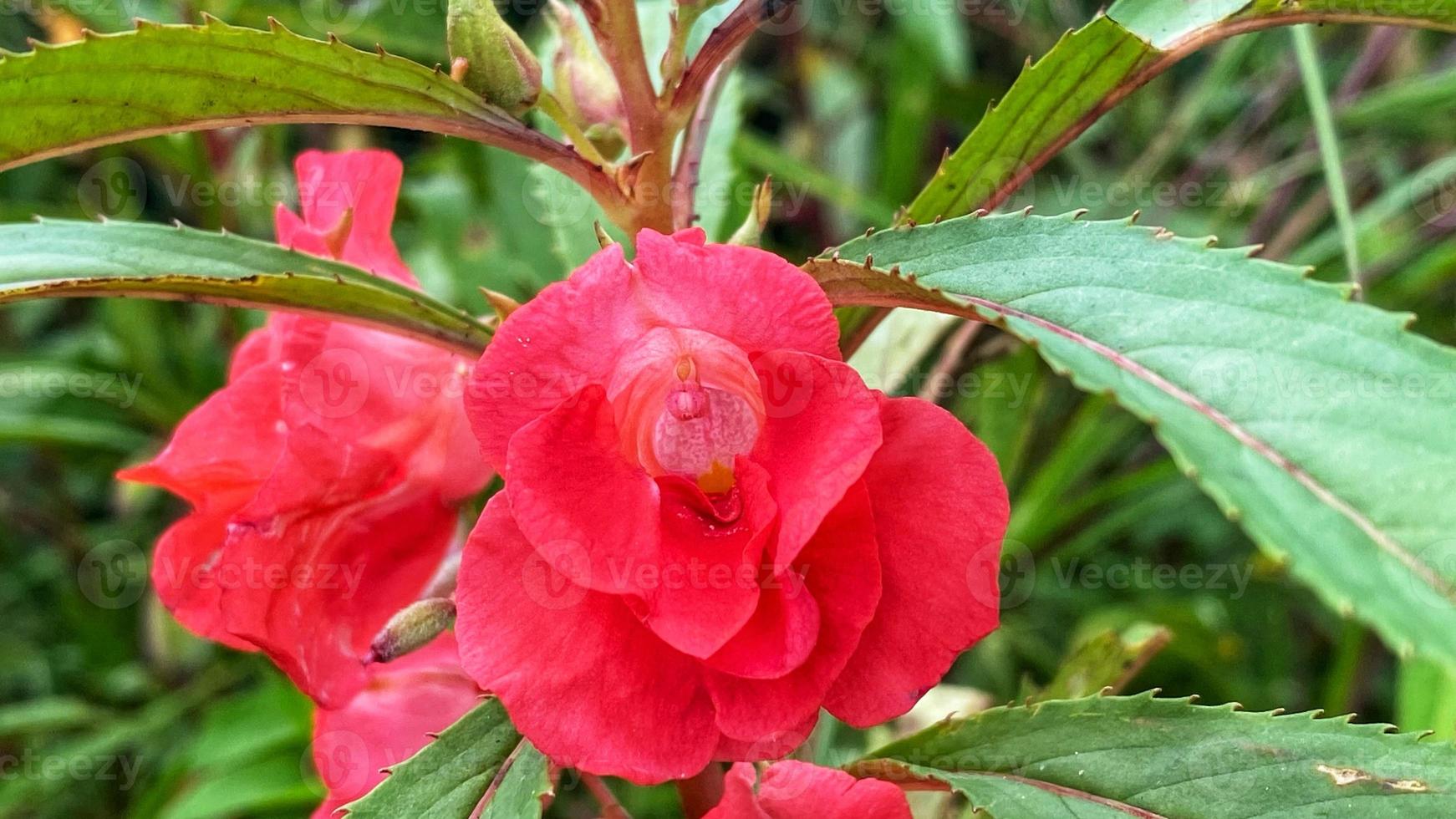 belles fleurs qui fleurissent dans le jardin photo