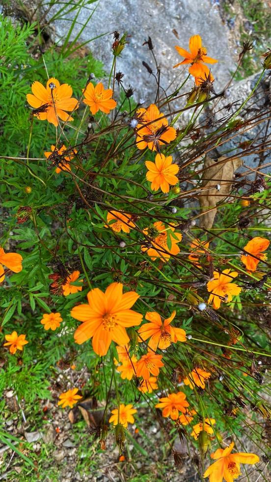 belles fleurs qui fleurissent dans le jardin photo