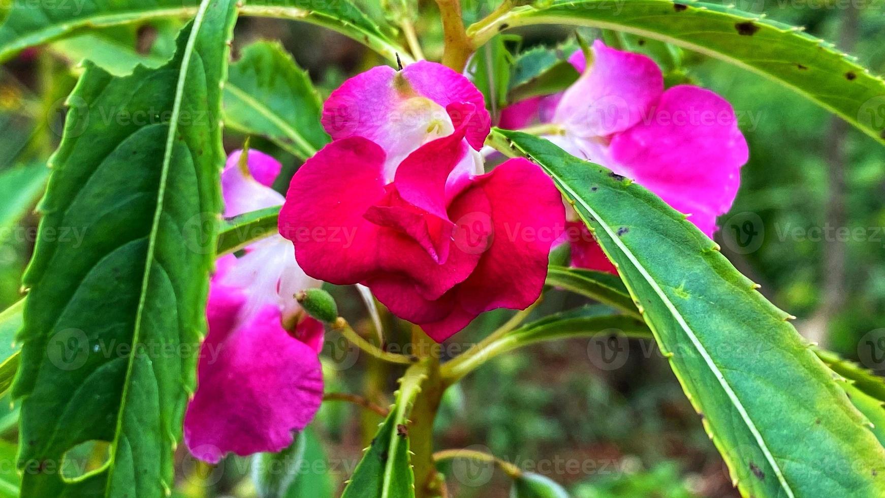 belles fleurs qui fleurissent dans le jardin photo