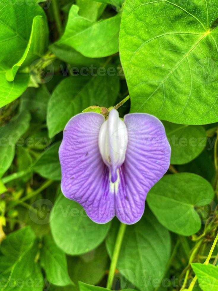 belles fleurs qui fleurissent dans le jardin photo