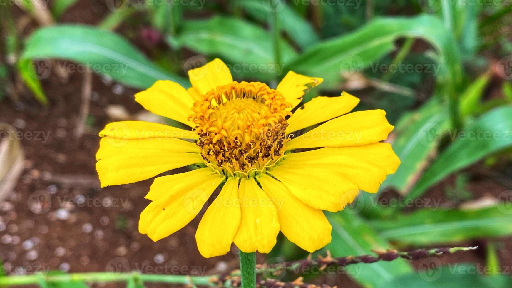 belles fleurs qui fleurissent dans le jardin photo