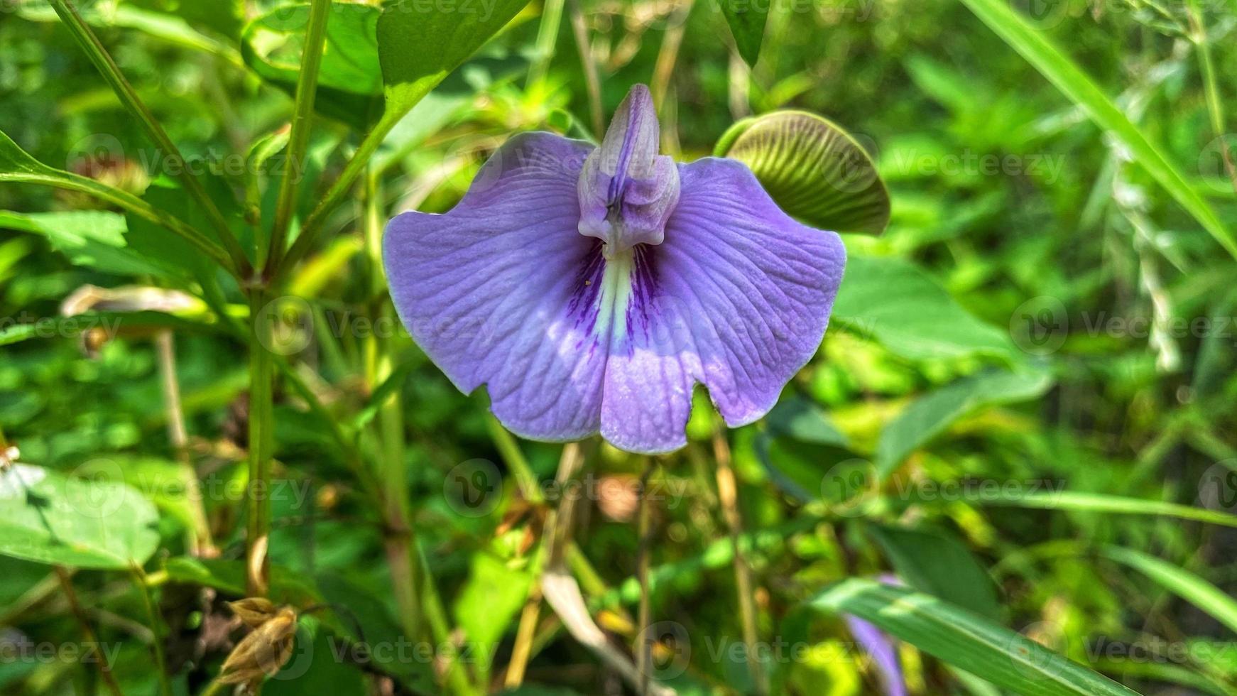 belles fleurs qui fleurissent dans le jardin photo