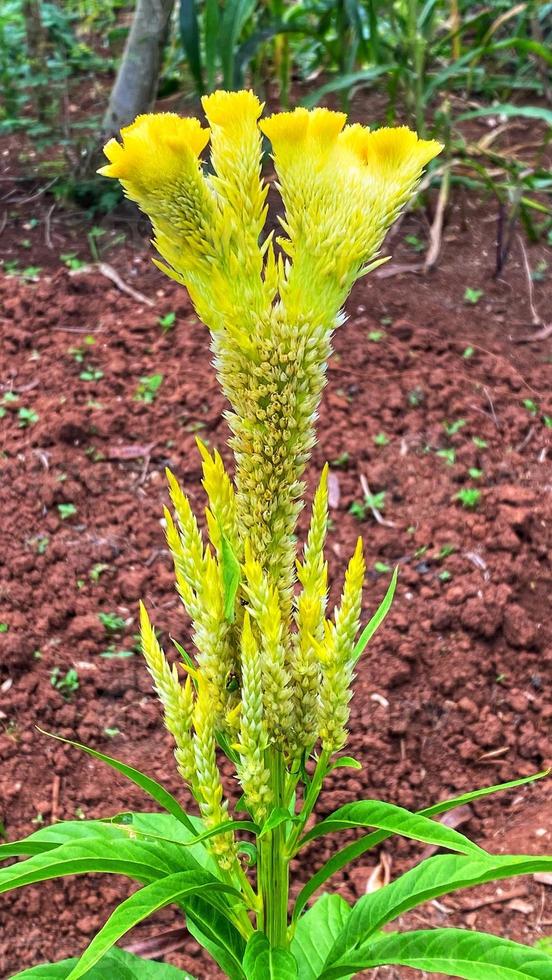 belles fleurs qui fleurissent dans le jardin photo