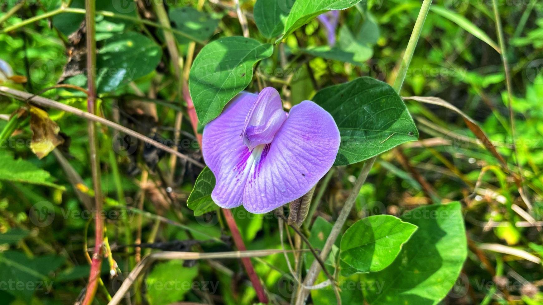 belles fleurs qui fleurissent dans le jardin photo