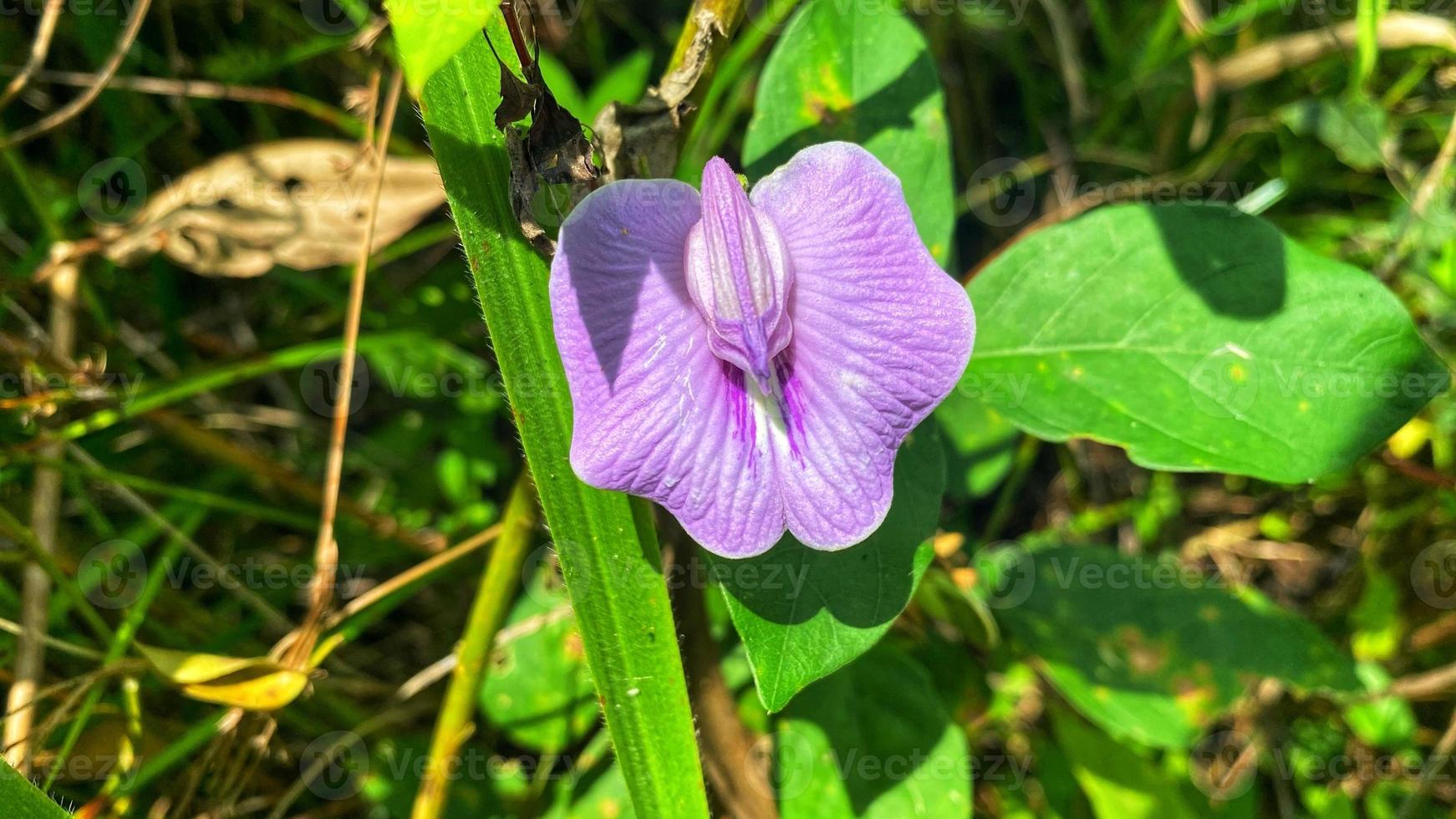 belles fleurs qui fleurissent dans le jardin photo