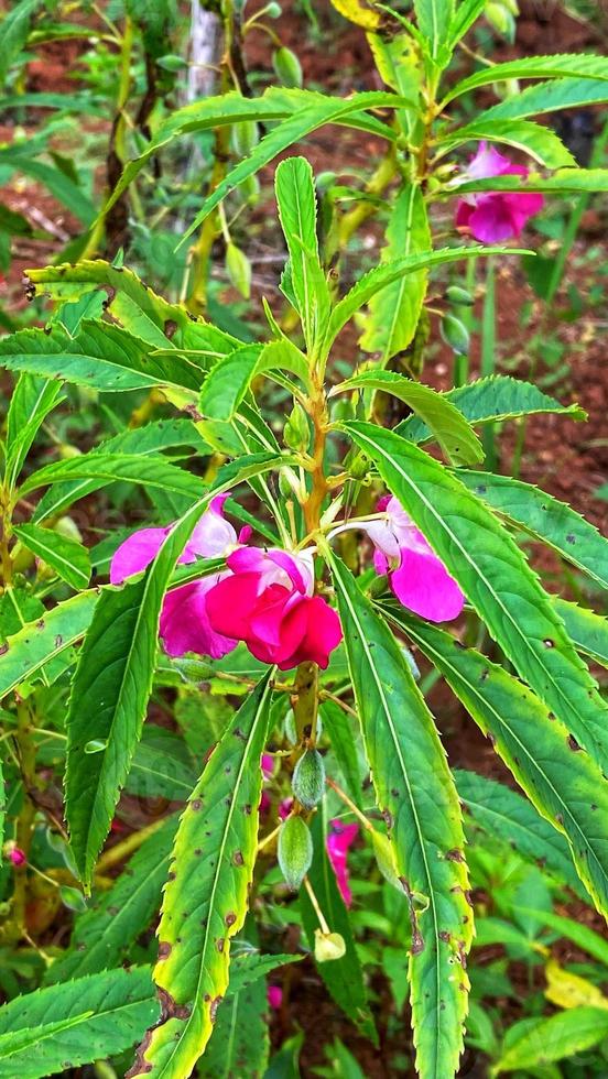 belles fleurs qui fleurissent dans le jardin photo