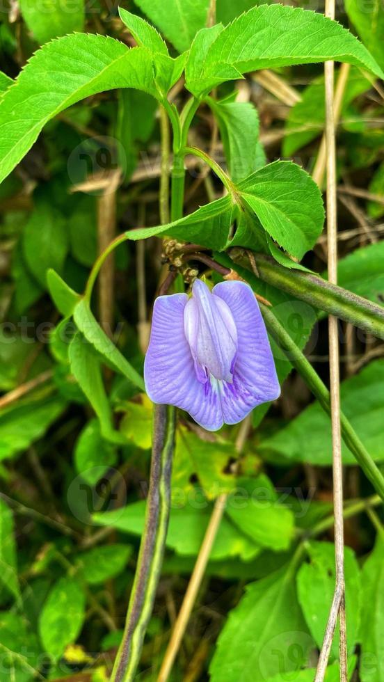 belles fleurs qui fleurissent dans le jardin photo