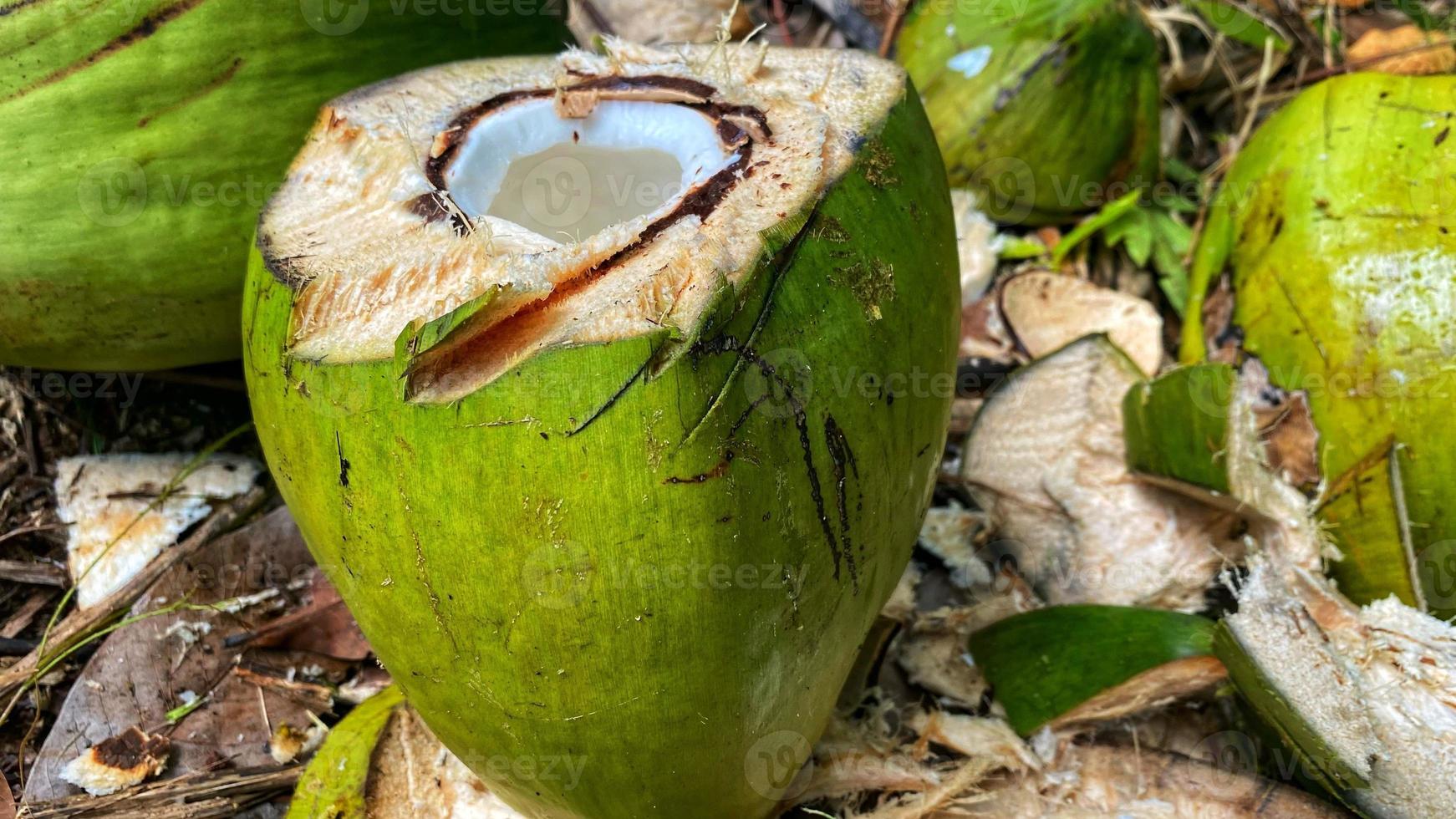 regarde de belles noix de coco vertes dans le jardin de noix de coco photo