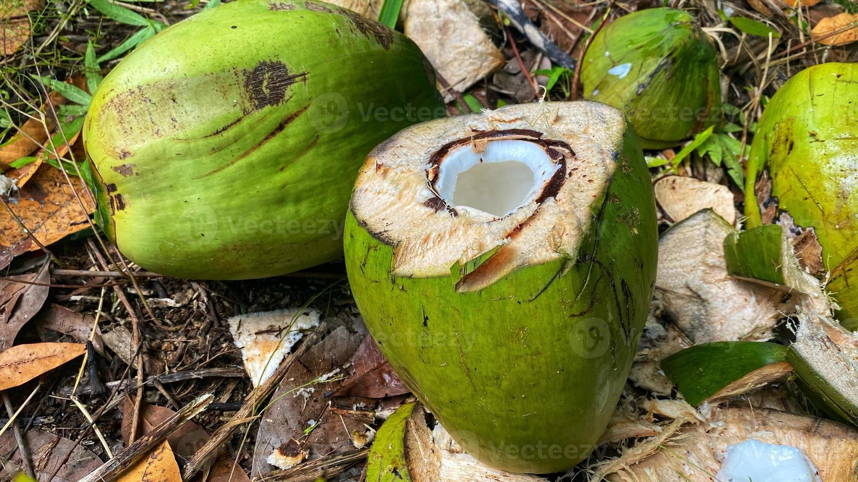 regarde de belles noix de coco vertes dans le jardin de noix de coco photo