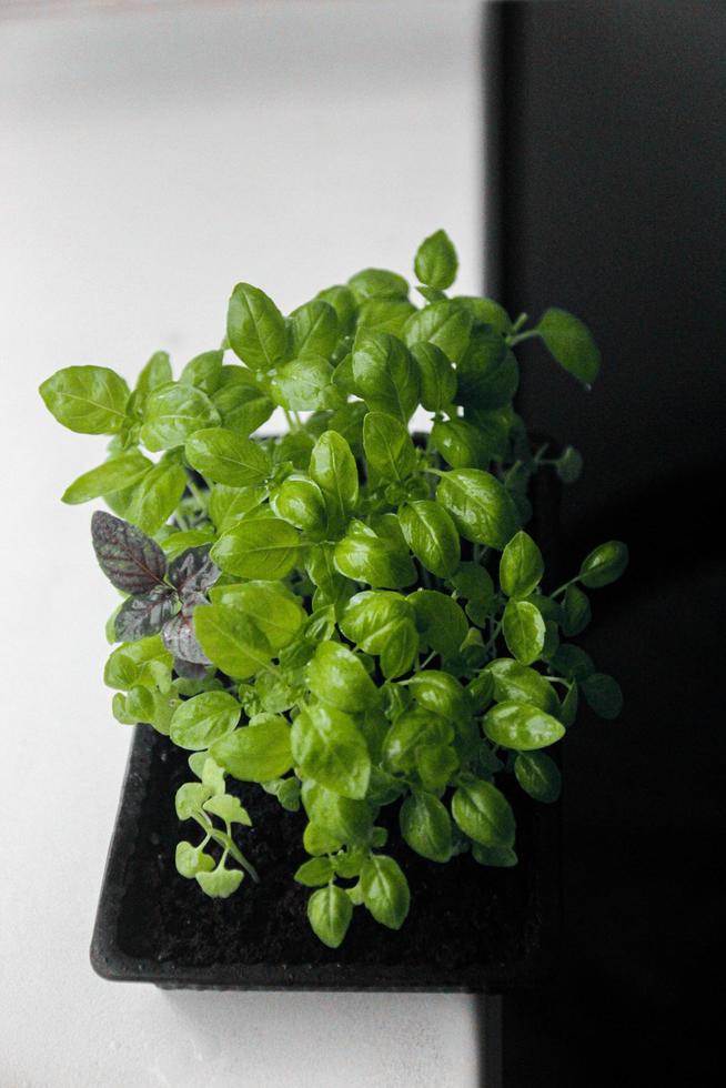 micro-pousses. feuilles de basilic. fermer photo