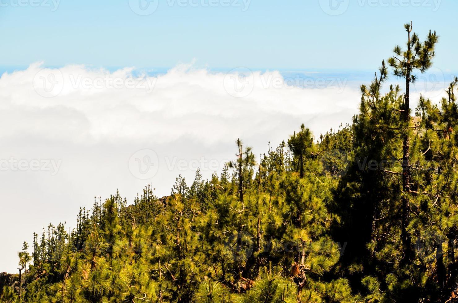 nuages élevés sur la forêt de cônes de pin photo