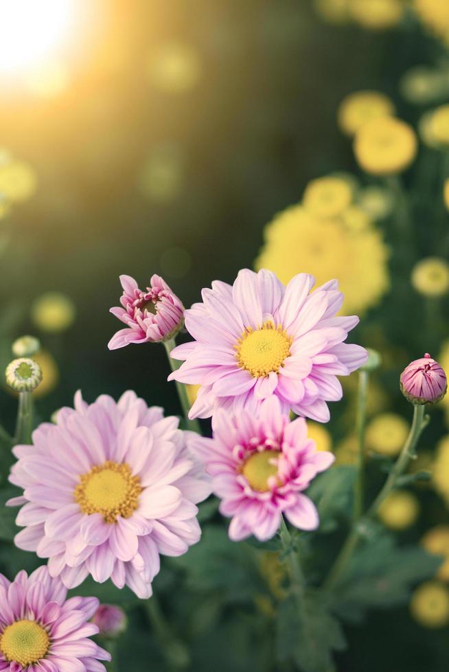 belles fleurs de chrysanthèmes avec flou artistique et arrière-plan flou. photo